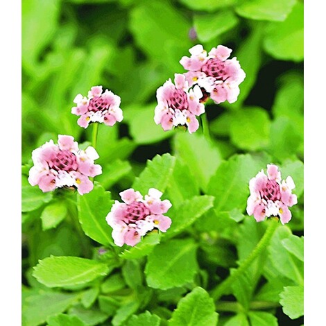Baldur Garten Bodendecker Winterhart Lippia Summer Pearls Kollektion Rosa Und Weiss 8 Pflanzen Online Kaufen Die Moderne Hausfrau