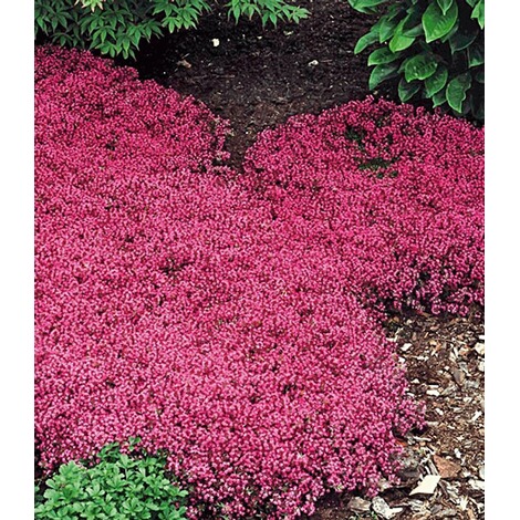 Bodendecker Winterhart Thymian Kollektion Rot Und Weiss 6 Pflanzen