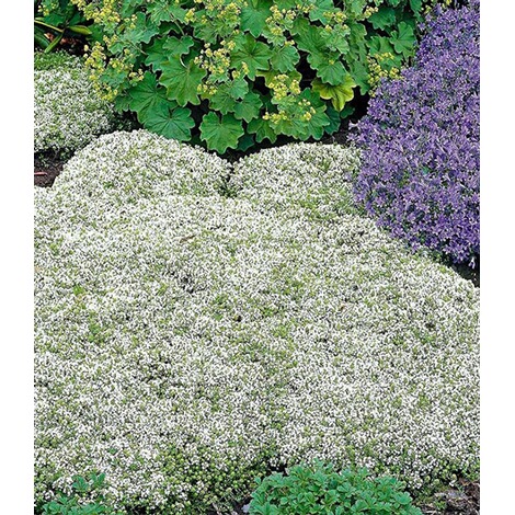 40 50 Samen Von Magic Carpet Thymian 3532 Thymus Serpyllum