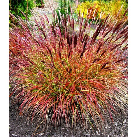 Baldur Garten Chinaschilf Red Chief 1 Pflanze Miscanthus