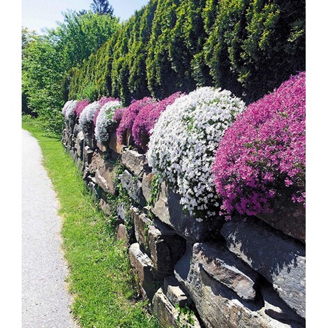 steingarten bilder pflanzen, steingarten phlox-mix 4 pflanzen phlox subulata weiß und rosa, Design ideen