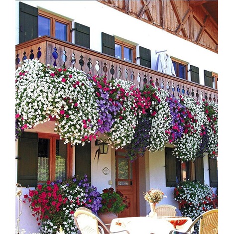 Hange Petunien Alpetunia Mix 3 Pflanzen Petunia Mischung Online