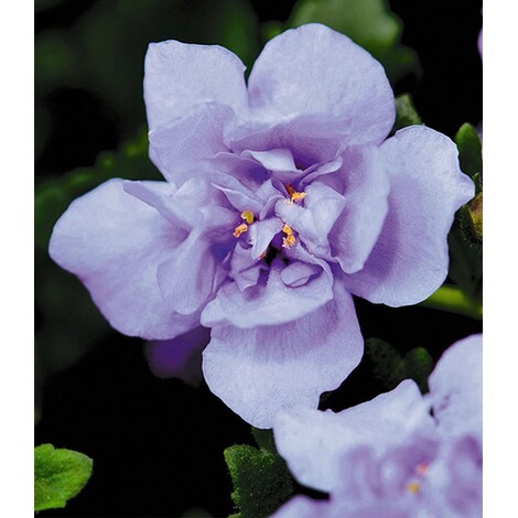 Baldur Garten Gefullte Blaue Bacopa Scopia Double 3 Pflanzen