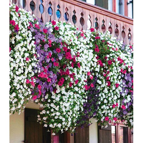 Hange Petunien Alpetunia Kollektion 9 Pflanzen Petunia Online