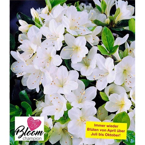 Durchbluhende Azalee Bloom Champion Weiss 1 Pflanze Rhododendron Winterhart Online Kaufen Die Moderne Hausfrau