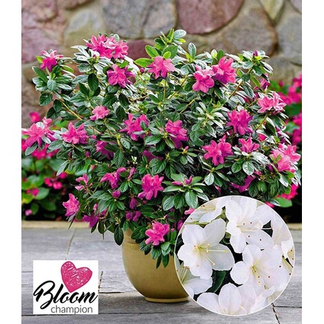 Baldur Garten Durchbluhende Azalee Bloom Champion Weiss 1 Pflanze Rhododendron Winterhart Online Kaufen Die Moderne Hausfrau