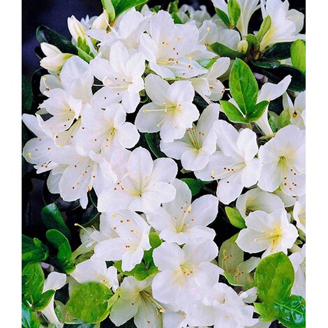 Baldur Garten Durchbluhende Azalee Bloom Champion Weiss 1 Pflanze Rhododendron Winterhart Online Kaufen Die Moderne Hausfrau
