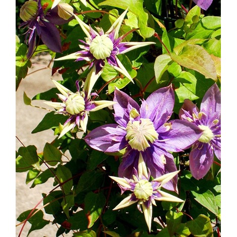 Gefullte Clematis Taiga 1 Pflanze Waldrebe Winterhart Online