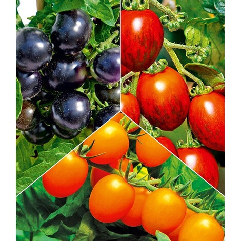 Cocktail Tomaten Pflanzen Kollektion 3 Pflanzen Online Kaufen