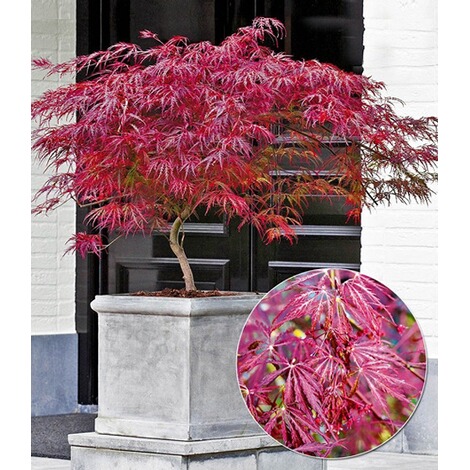 Waldmeister Likr 2 Leckere Rezeptideen Waldmeister Likr 2 Leckere Rezeptideen