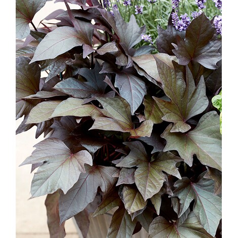 Süßkartoffel "Evangeline",2 Pflanzen online kaufen | Die ...