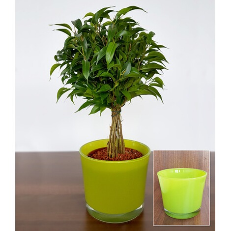 Glas-Übertopf "lime", 1 Stück online kaufen | Die moderne ...