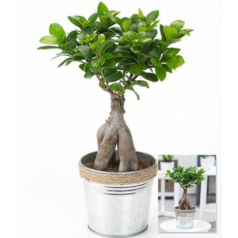 Ficus Ginseng im Zinktopf,1Pflanze online kaufen | Die ...