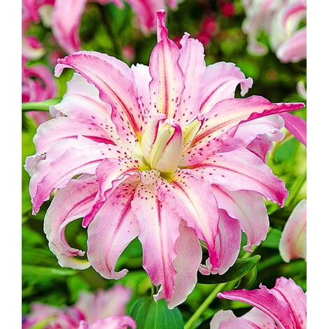 Baldur Garten Riesen Lilien Broken Heart 3 Knollen Online Kaufen