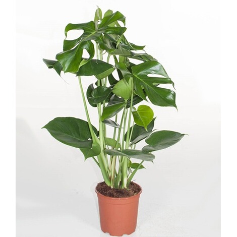 Monstera - Fensterblatt ca. 50 cm hoch,1 Pflanze online ...