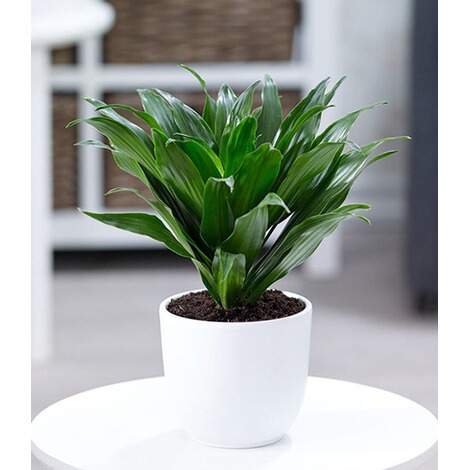 Bonsai Pflanzen Fr Ihre Wohnung Dehner