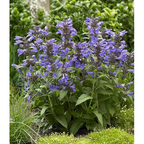 Katzenminze Nepeta Neptune 2 Pflanzen Online Kaufen Die