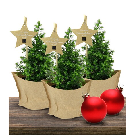 Mini Weihnachtsbaum 3er Set 3 Pflanzen Online Kaufen Die Moderne Hausfrau