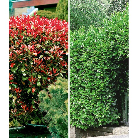 Baldur Garten Immergrune Hecken Kollektion 2 Pflanzen Online Kaufen Die Moderne Hausfrau