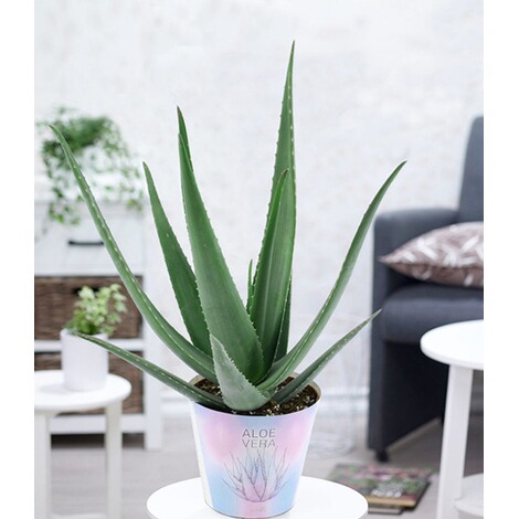 Xxl Aloe Vera 40 50 Cm Hoch 1 Pflanze Online Kaufen Die Moderne Hausfrau