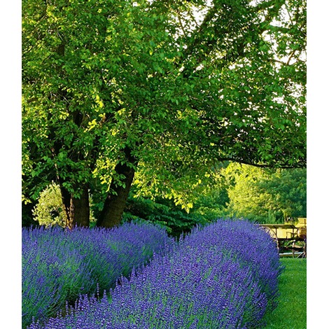 Baldur Garten Lavendel Phenomenal Im 2 Liter Container 1