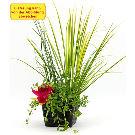 Baldur Garten Teichpflanzen Korb Mix 3 Pflanzen 1 Set Online