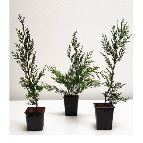 Leyland Zypressen Hecke Cupressocyparis Leylandii Im 9x9 Cm Topf