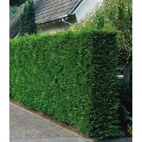 Leyland Zypressen Hecke Cupressocyparis Leylandii Im 9x9 Cm Topf