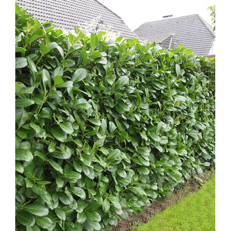 Kirschlorbeer Hecke Prunus Laurocerasus Im 9x9 Cm Topf Winterhart