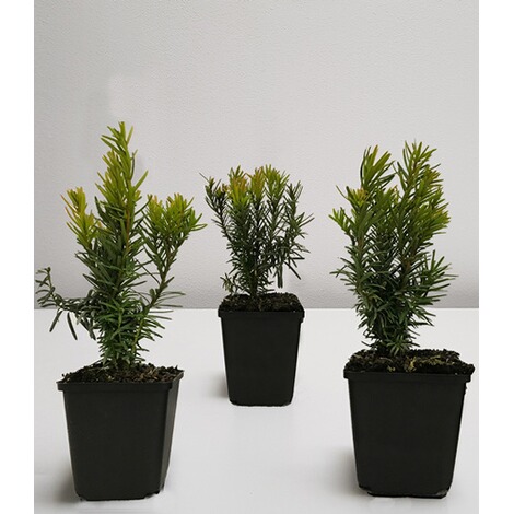 immergr�ne pflanzen im topf