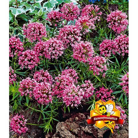 Baldur Garten Scheinwaldmeister 3 Pflanzen Online Kaufen Die