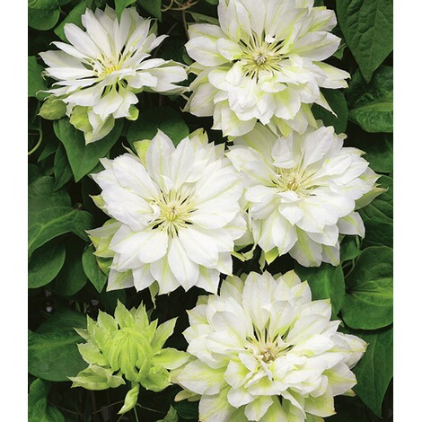 Gefullte Clematis Yukiokushi 1 Pflanze Online Kaufen Die