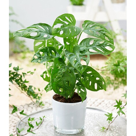 Monstera Monkey Leaf 1 Pflanze Online Kaufen Die Moderne Hausfrau