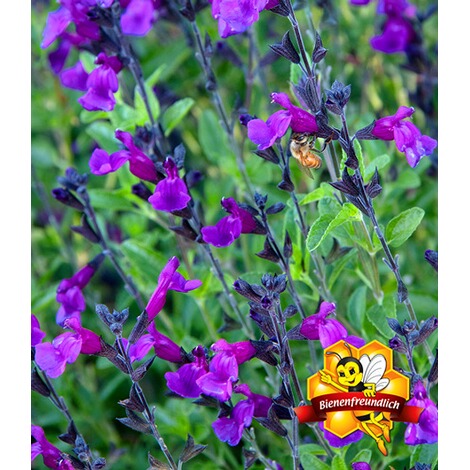 Baldur Garten Salvia Ignition Purple 2 Pflanzen Online Kaufen Die Moderne Hausfrau