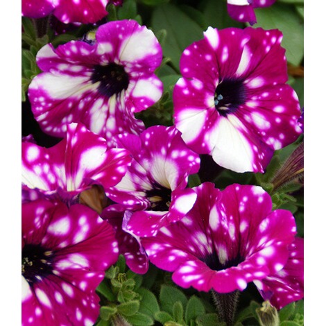 Baldur Garten Hange Petunie Purpurrote Royalsky 3 Pflanzen Online Kaufen Die Moderne Hausfrau