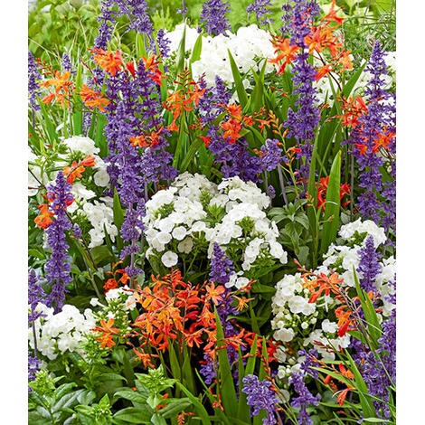 Baldur Garten Staudenbeet Bienen Naschpaket 16 Knollen Online Kaufen Die Moderne Hausfrau