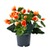Begonienbusch orange 1