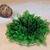 Rose von Jericho 1