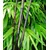 BALDUR-GartenSchwarzer Bambus 'Black Pearl', 1 Pflanze, Fargesia nitida Blackpearle 1