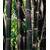 BALDUR-GartenSchwarzer Bambus 'Black Pearl', 1 Pflanze, Fargesia nitida Blackpearle 2