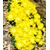 BALDUR-Garten  Winterharter Bodendecker Goldtaler, 2 Pflanzen Delosperma congestum 2