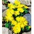BALDUR-Garten  Winterharter Bodendecker Goldtaler, 2 Pflanzen Delosperma congestum 1