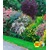 BALDUR-Garten  Sommer-Hecken-Kollektion, Blütenhecke, Blühhecke 5 Pflanzen Caryopteris, Hypericum, Deutzia strawberry field, Spirea und Weigeli 1