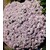 BALDUR-GartenWinterharter Bodendecker Iberis Schleifenblume 'Pink Ice®', 2 Pflanzen 2