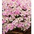 BALDUR-GartenWinterharter Bodendecker Iberis Schleifenblume 'Pink Ice®', 2 Pflanzen 3