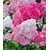 BALDUR-GartenFreiland-Hortensie "Vanille Fraise®" im 2-Liter Hydrangea paniculata 1 Pflanze 1