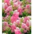 BALDUR-GartenFreiland-Hortensie "Vanille Fraise®" im 2-Liter Hydrangea paniculata 1 Pflanze 2