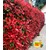 BALDUR-Garten  Photinia-Hecke 'Red Robin', 1 Pflanze 1