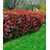 BALDUR-Garten  Photinia-Hecke 'Red Robin', 1 Pflanze 2