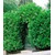 BALDUR-GartenKirschlorbeer-Hecke, 1 Pflanze Prunus laurocerasus 'Rotundifolia' 1